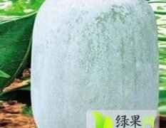 我基地大量供应大棚一串玲冬瓜和西葫芦