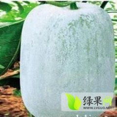 我基地大量供应大棚一串玲冬瓜和西葫芦