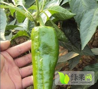 2014年安徽砀山301辣椒价格