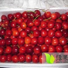 山东肥城产地红灯樱桃在5月开始采摘