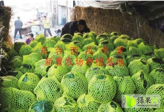 特小凤价格
