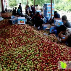 陕西大荔中油5号已经成熟上市