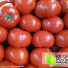 河北饶阳硬粉西红柿 交通十分便利