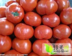 河北饶阳硬粉西红柿 交通十分便利