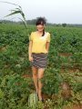 江苏东台2014年最新京欣西瓜价格行情