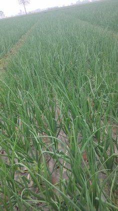 陕西临渭红皮洋葱以上市