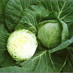 河北定州春玉甘蓝：定深路王庆中