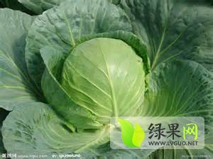 安徽蒙城中甘21甘蓝：马店村马亚民