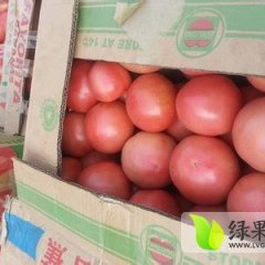 河南中牟西红柿种植基地：王瑞平