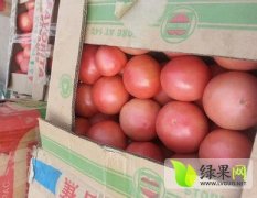 河南中牟西红柿种植基地：王瑞平