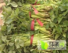 山东临沭现有大量红薯种苗对外出售