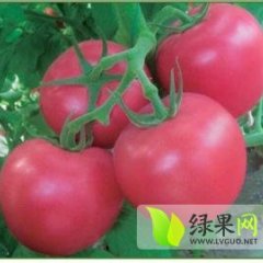山东济阳大量上市果形周正粉红色西红柿