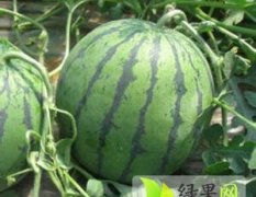 广州江南果菜市场西瓜供应量大 交易便利