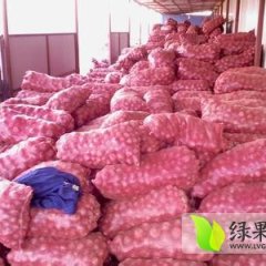 河南博爱红皮洋葱个头大且均匀