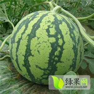 2014年河北饶阳京欣价格