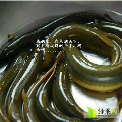 湖北黄冈蕲春大别山特产野生泥鳅