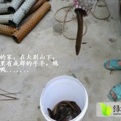 湖北黄冈蕲春野生黄鳝鳝鱼大别山特产