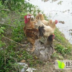 湖北黄冈蕲春大别山特产土鸡芦花鸡