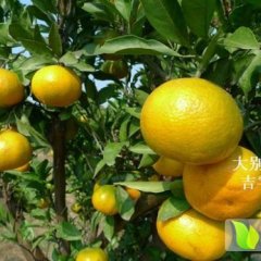 湖北黄冈蕲春大别山特产八里湖桔子