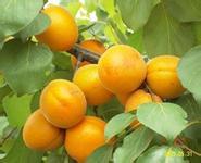 陕西金太阳杏现已大量上市