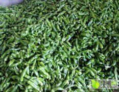 河南新野泡椒大面积上市 价格稳定