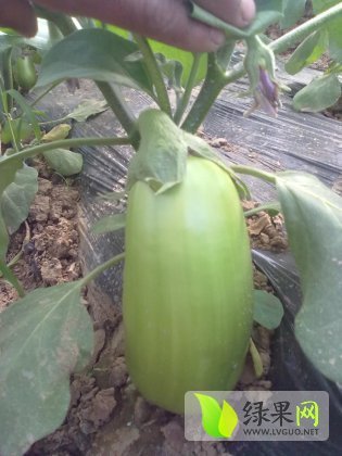 2015年河南新野青皮茄子价格