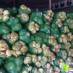 河南新野春玉甘蓝正在上市中 价格又是低