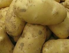 山东莱西荷兰十五土豆开始大量上市