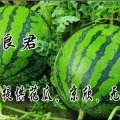 湖北钟祥西瓜：红冠龙王良军