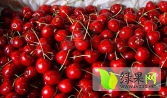 山东费县红灯樱桃刚上市 价格便宜
