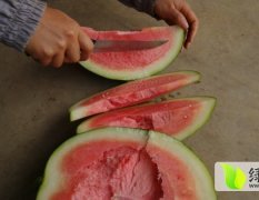 广西江洲黑美人西瓜有七成熟了