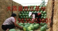 陕西大荔县专业西瓜代购中心