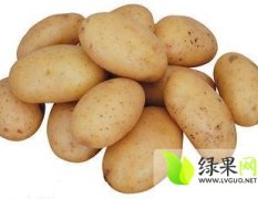 河南周口鄲城縣荷蘭十五土豆已經(jīng)成熟