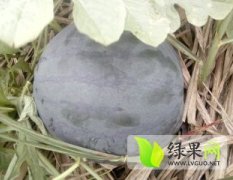 广西江南麒麟西瓜：吴圩镇李朝棵