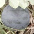 广西江南麒麟西瓜：吴圩镇李朝棵