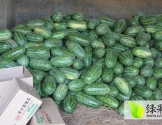广西西瓜大量供应:黑美人 小麒麟 无籽瓜 小富
