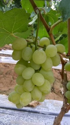 2014年云南宾川维多利亚价格