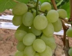 云南宾川维多利亚葡萄已开始少量采收