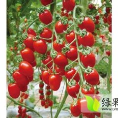 山东莘县产地大面积供应圣女果