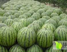 河南滑县200亩西瓜种植基地