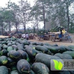 广西南宁2014年冬瓜上市期晚 价格低