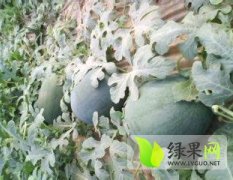 广西江洲黑美人最新价格为0.9元/斤