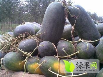 黑美人价格