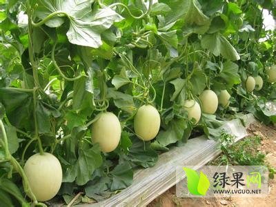 2014年河南扶沟伊丽莎白价格