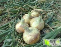 江苏丰县2016年洋葱开始承包