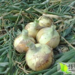 江苏丰县2016年洋葱开始承包