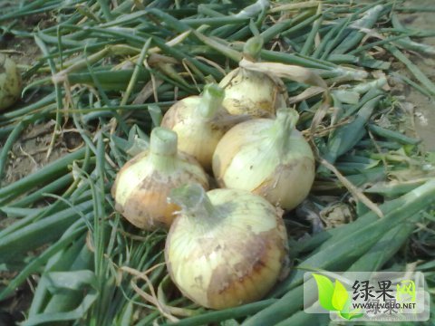 2014年江苏丰县早熟价格