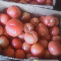 山东平邑批发销售大棚西红柿