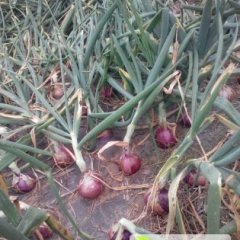 四川大邑红皮洋葱李芝金13541160196