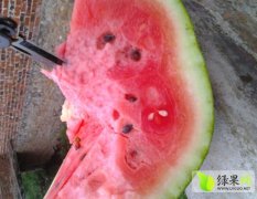 广西江南黑美人西瓜的熟度达到7成以上了